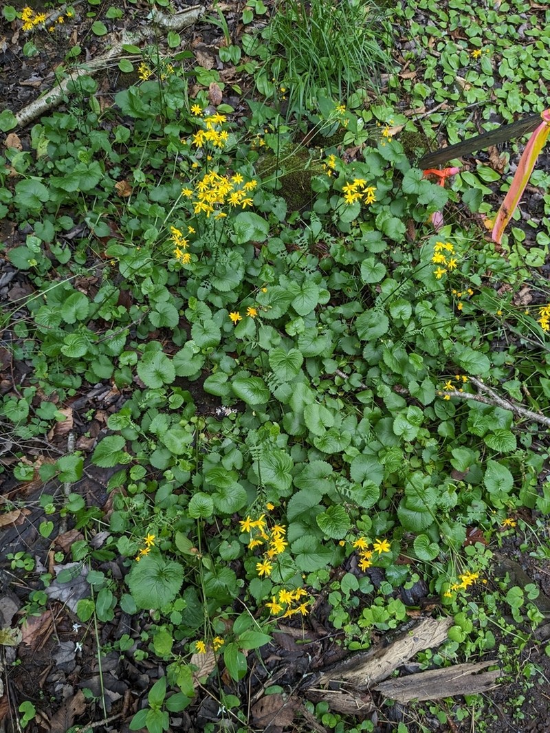 Golden Ragwort photo 3