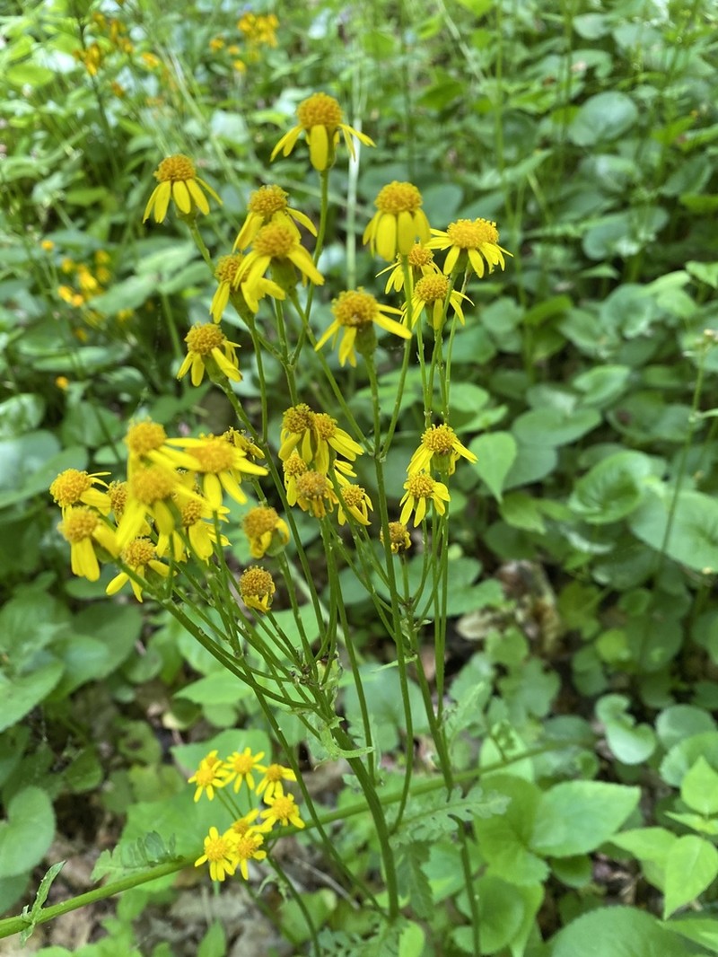 Golden Ragwort photo 4