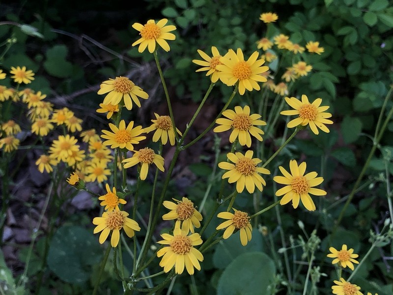 Golden Ragwort photo 5