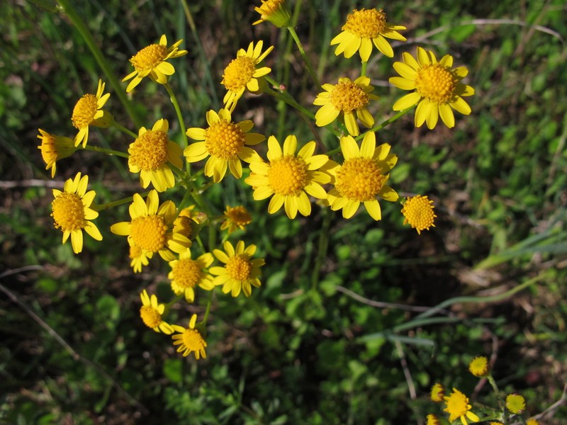 Golden Ragwort photo 6