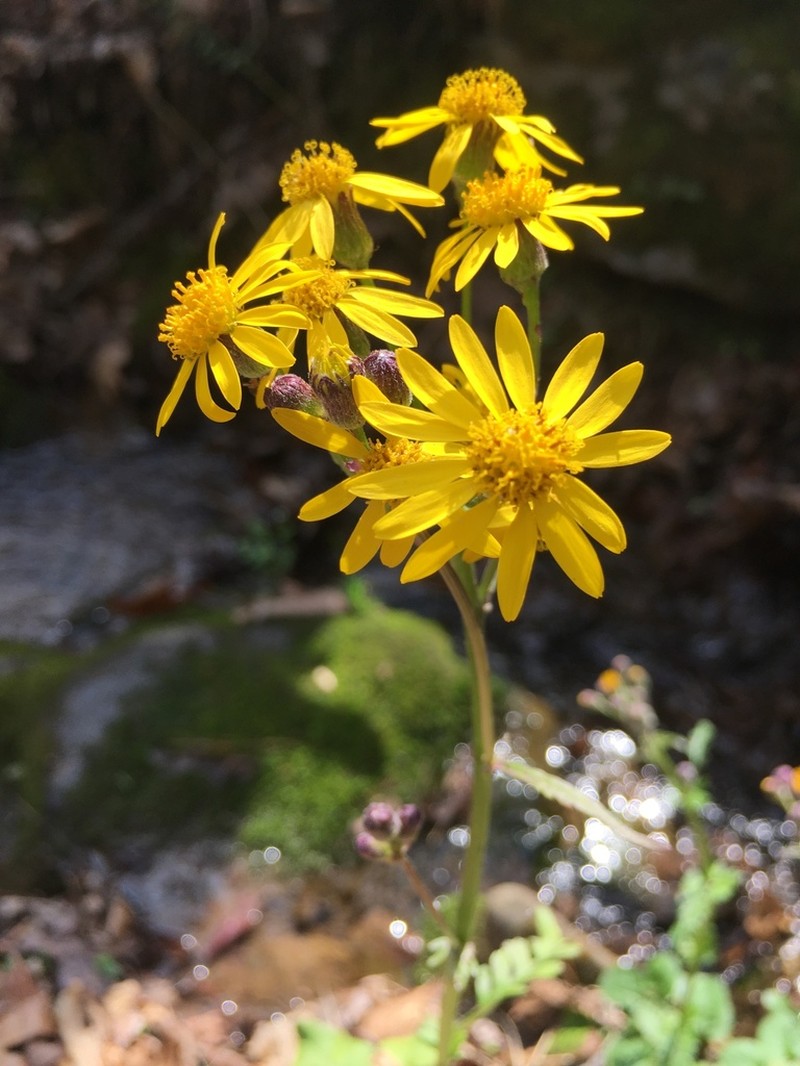 Golden Ragwort photo 7