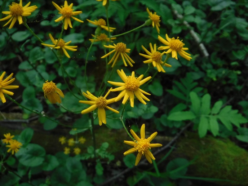 Golden Ragwort photo 8