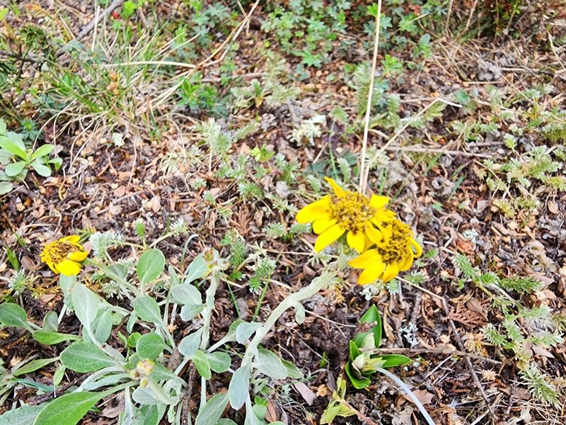 Packera bellidifolia