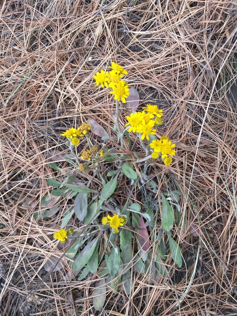 Packera bellidifolia photo 2