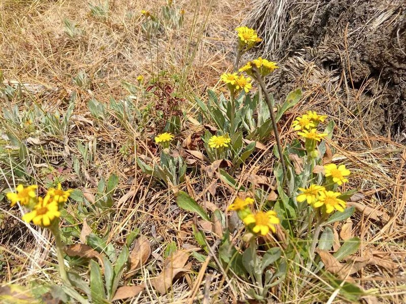 Packera bellidifolia photo 3