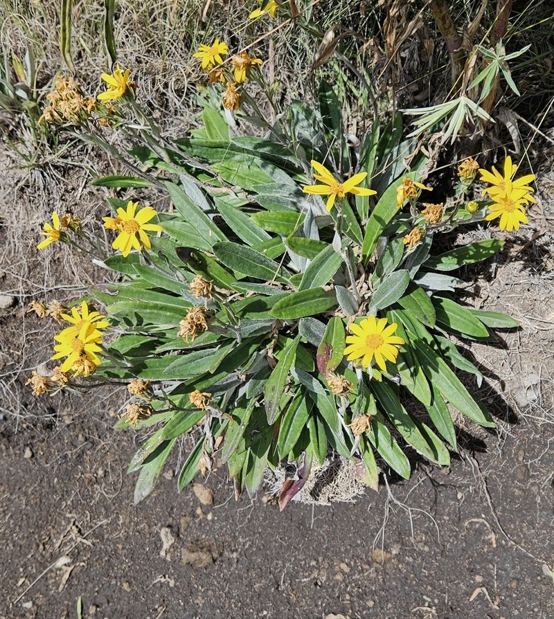 Packera bellidifolia photo 4