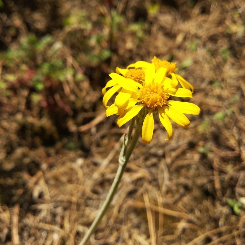 Packera bellidifolia photo 5