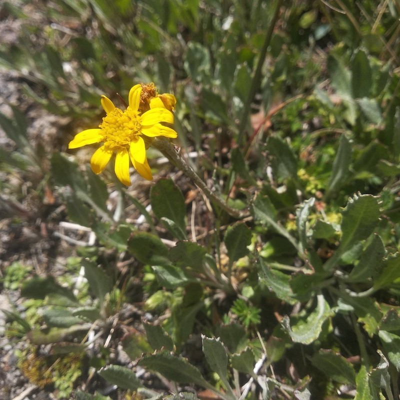 Packera bellidifolia photo 6