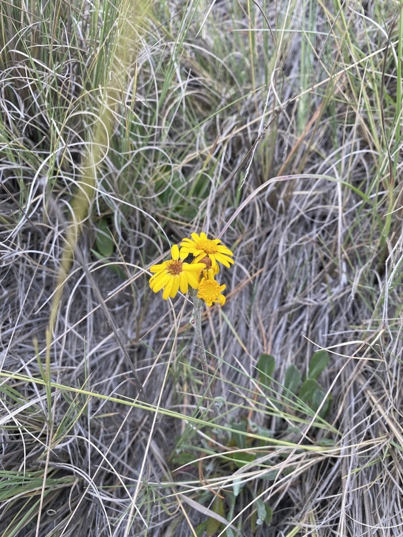 Packera bellidifolia photo 7