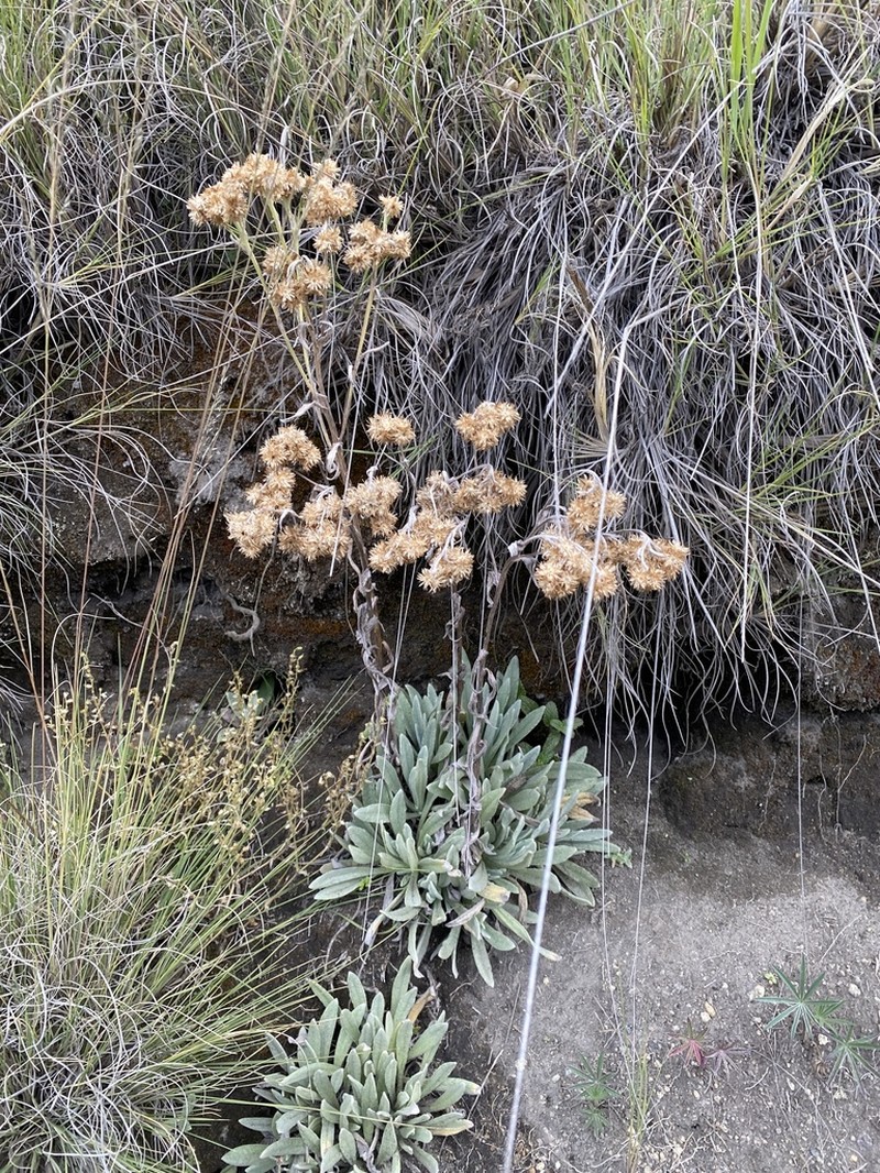 Packera bellidifolia photo 8