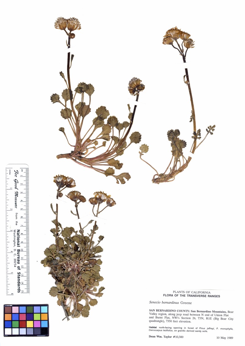San Bernardino Ragwort photo 2