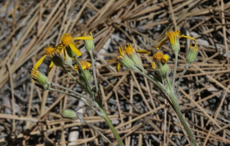 San Bernardino Ragwort
