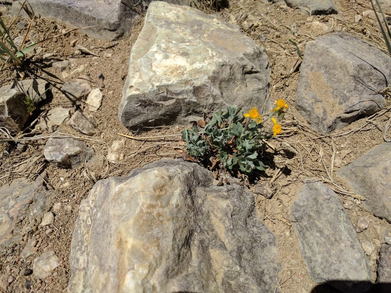 San Bernardino Ragwort photo 2