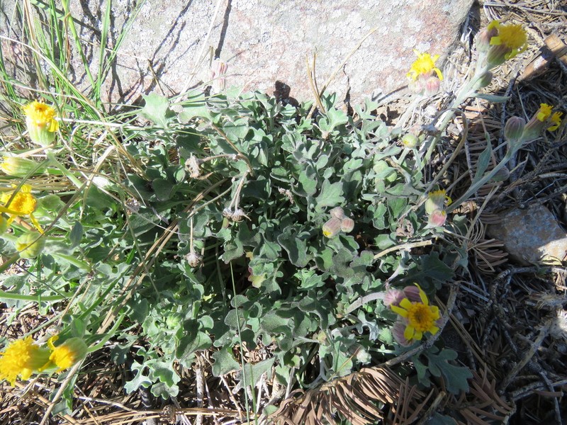 San Bernardino Ragwort photo 3