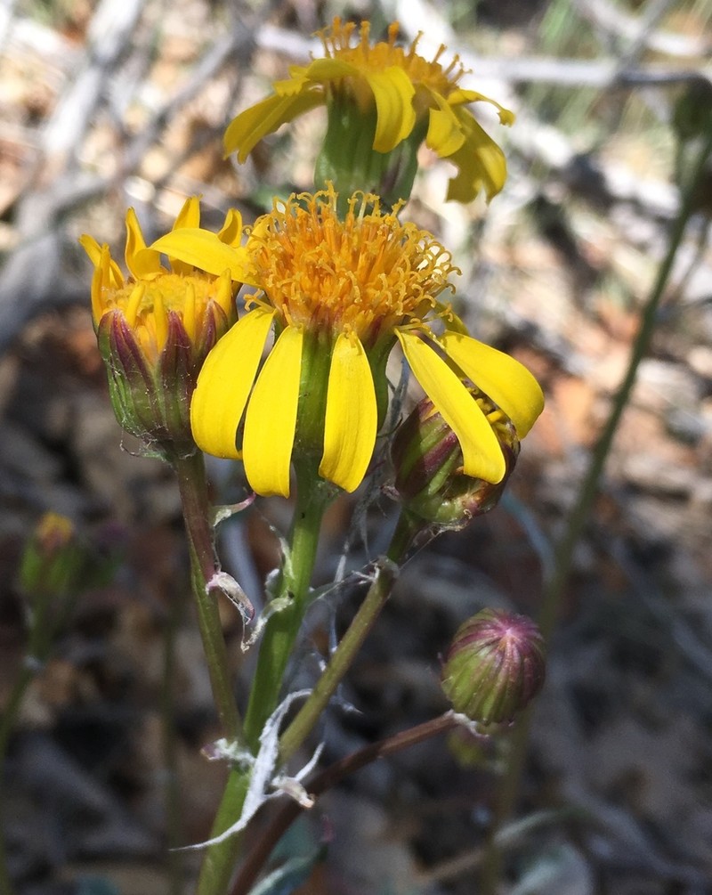 San Bernardino Ragwort photo 4