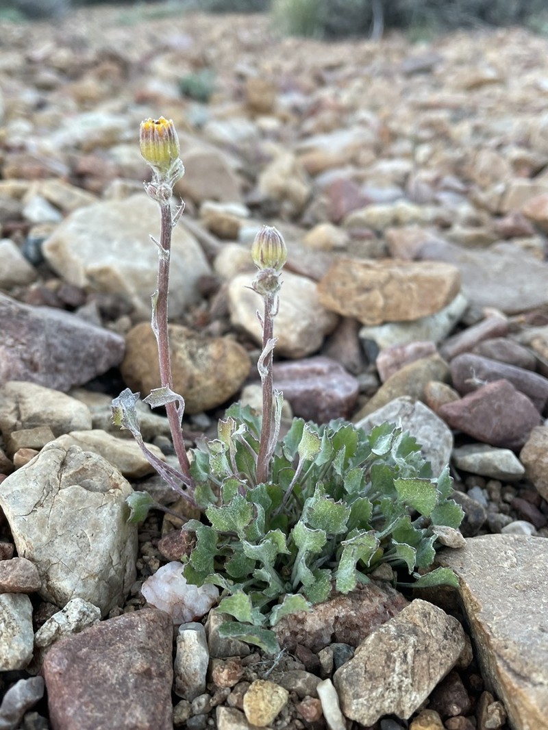San Bernardino Ragwort photo 5