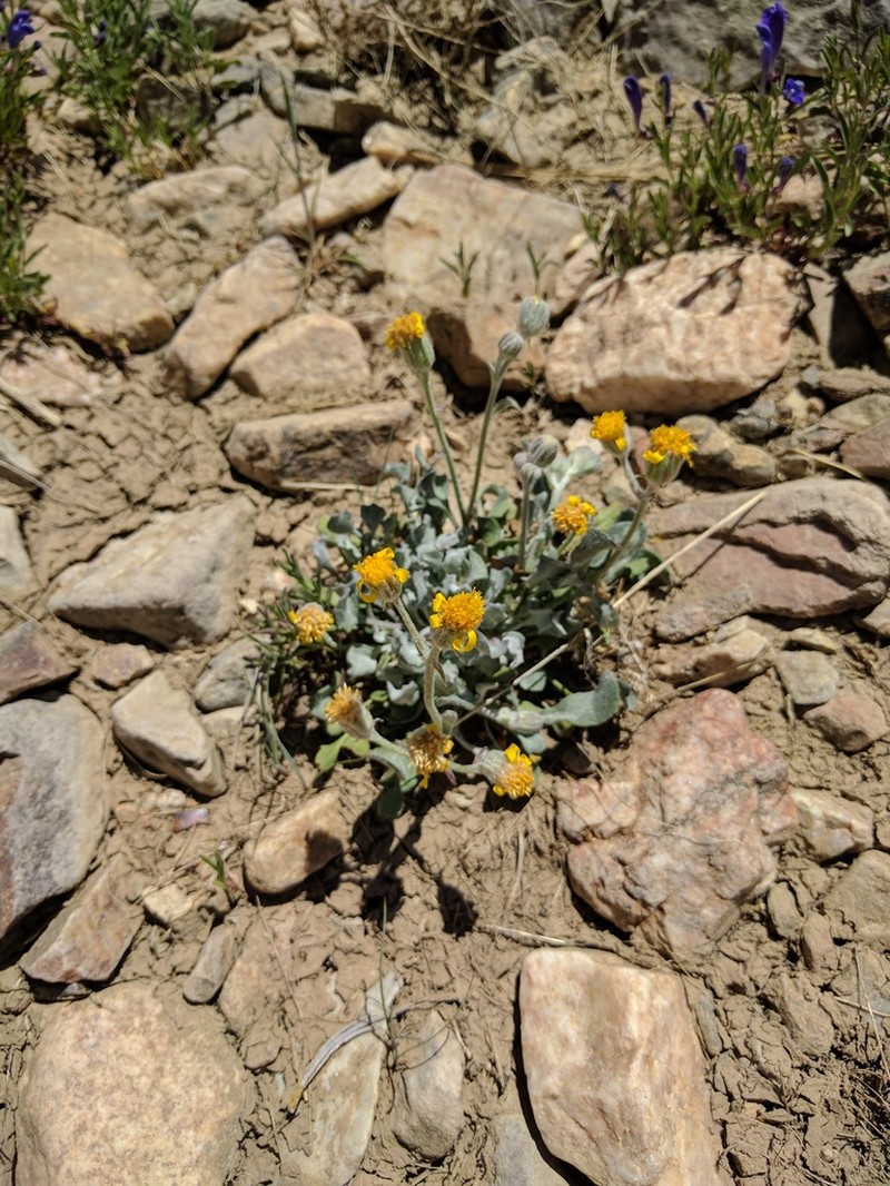 San Bernardino Ragwort photo 6