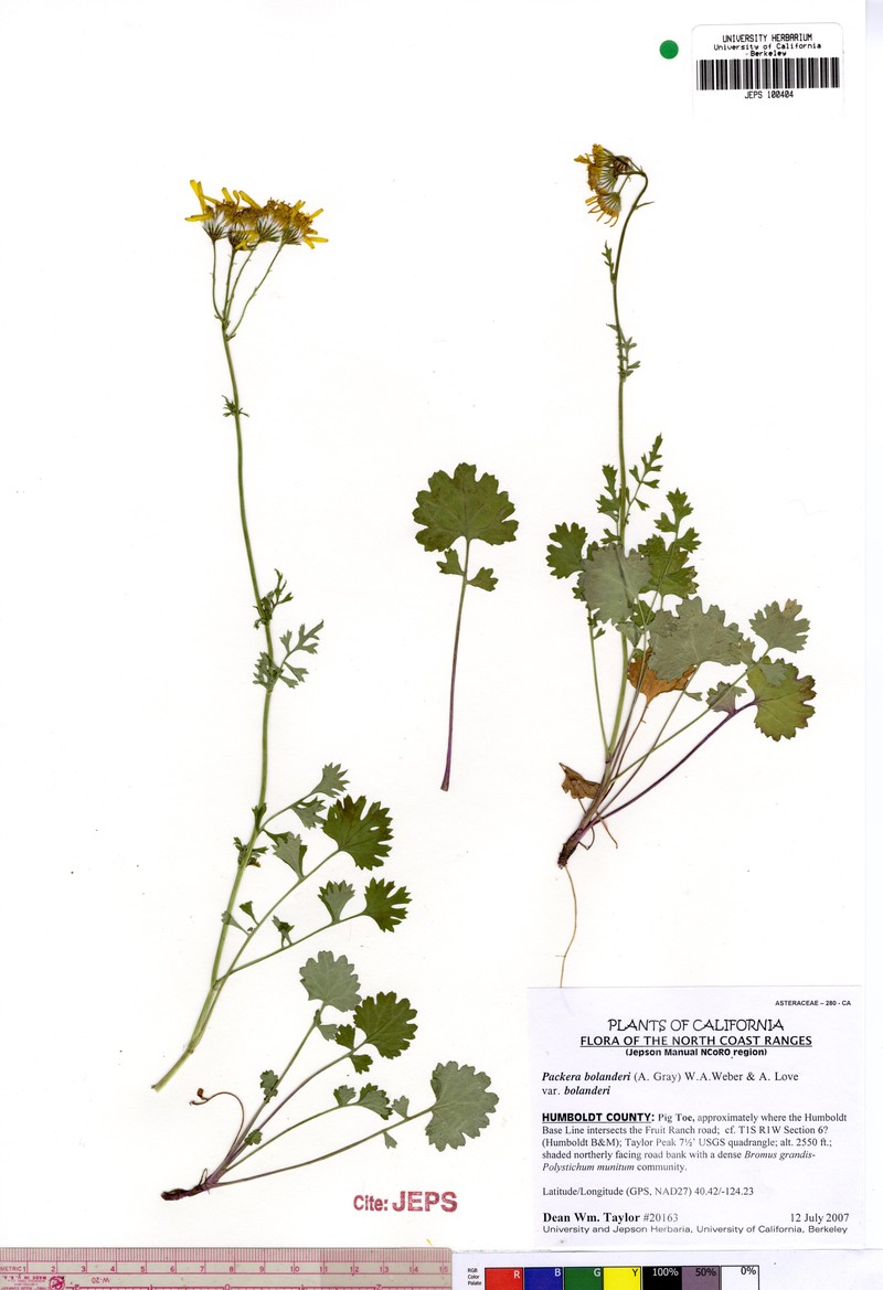 Bolander's Ragwort