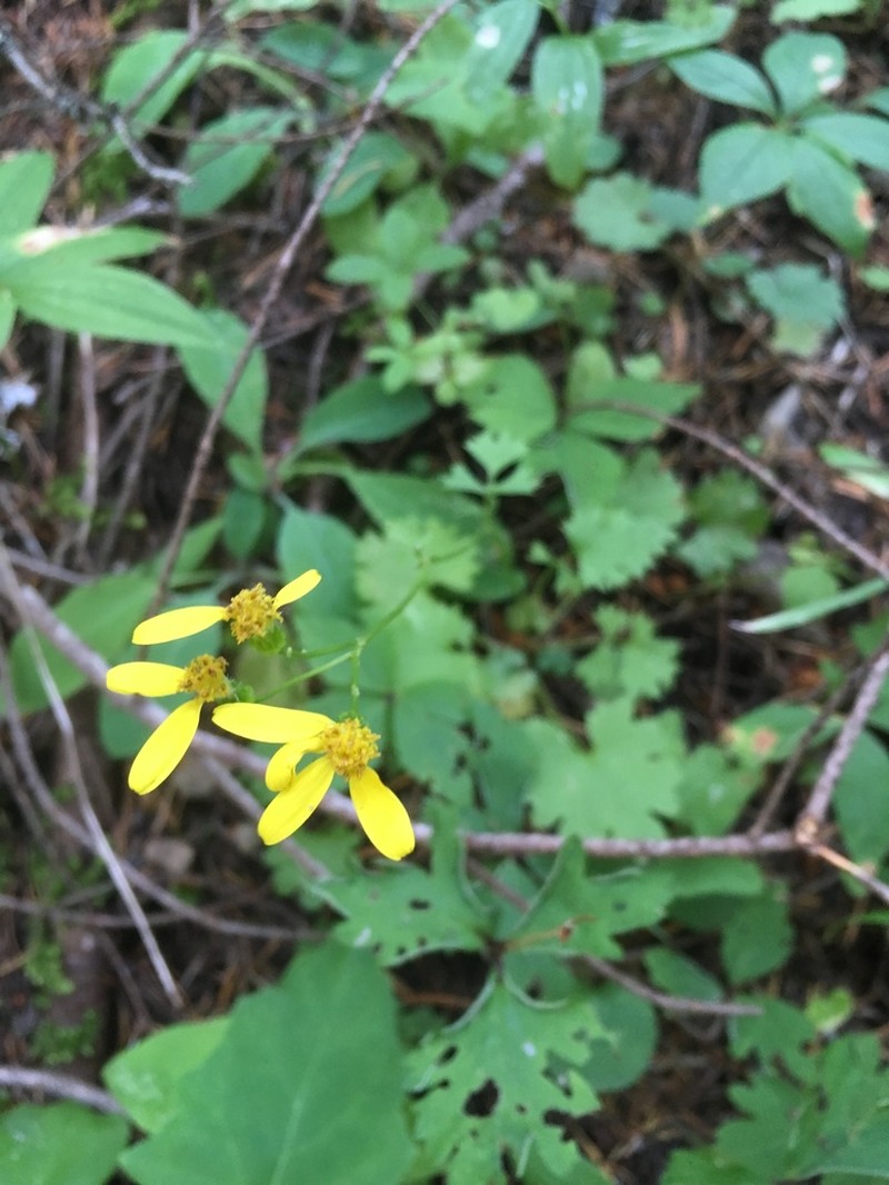 Bolander's Ragwort photo 2