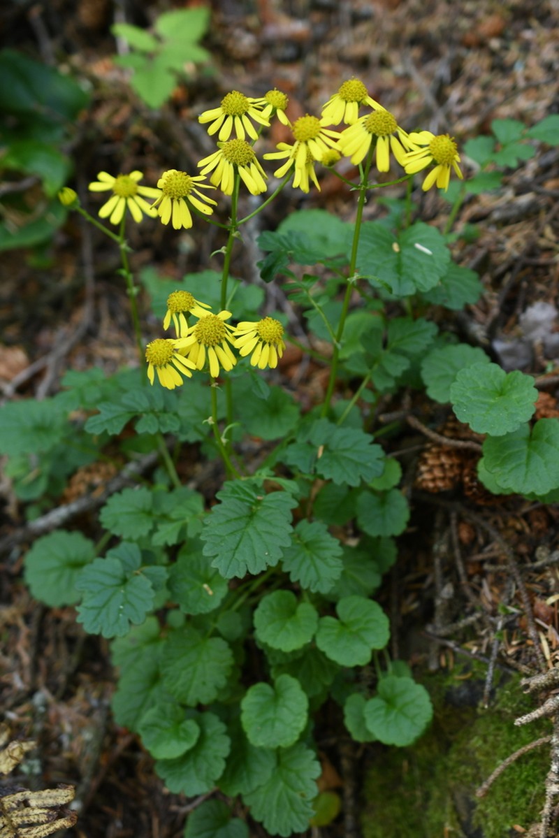 Bolander's Ragwort photo 4