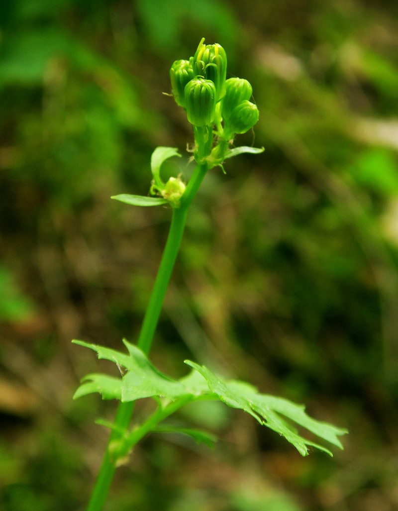 Bolander's Ragwort photo 6