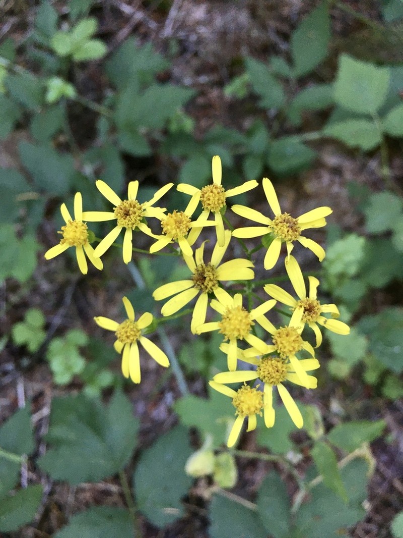 Bolander's Ragwort photo 7