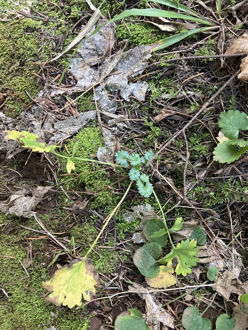 Packera bolanderi var. harfordii