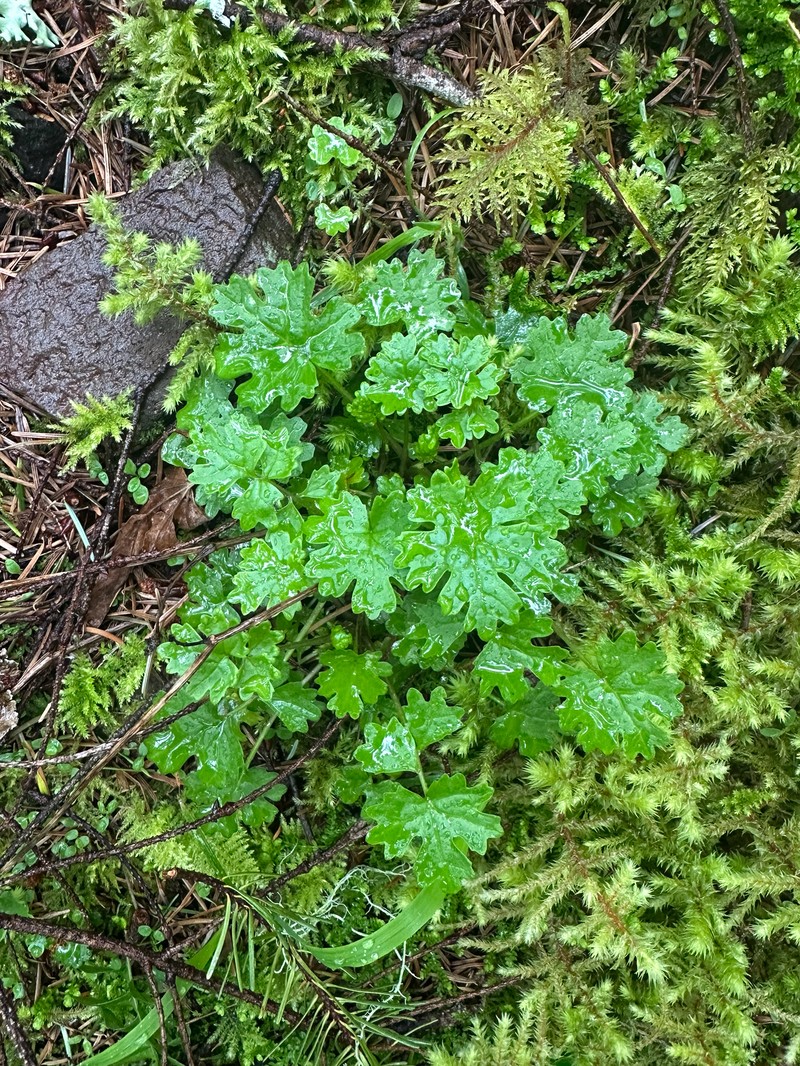 Packera bolanderi var. harfordii photo 2