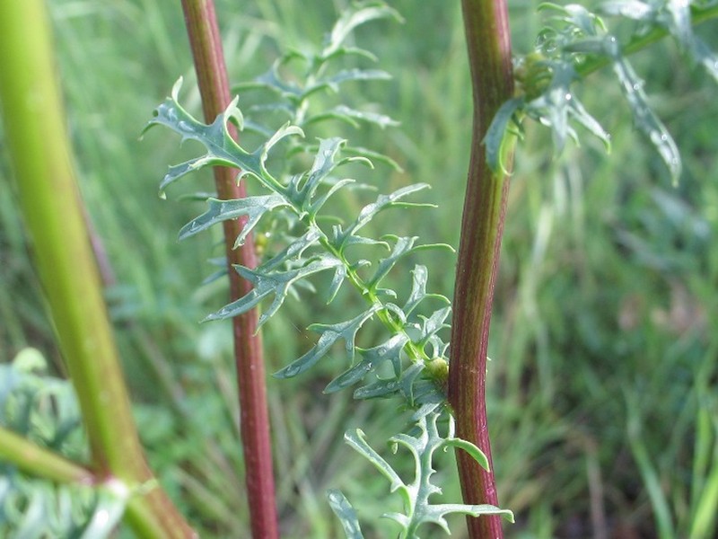 Brewer's Ragwort
