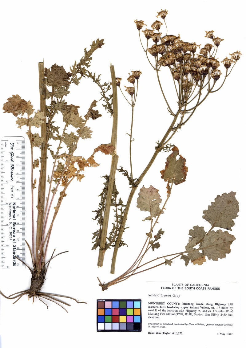 Brewer's Ragwort photo 2