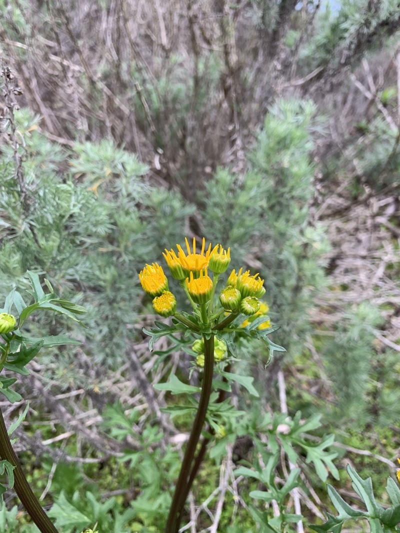 Brewer's Ragwort photo 3
