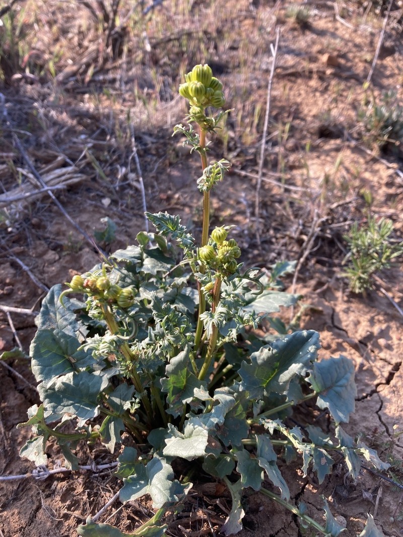 Brewer's Ragwort photo 4
