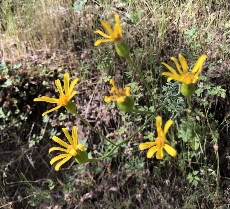 Brewer's Ragwort photo 5