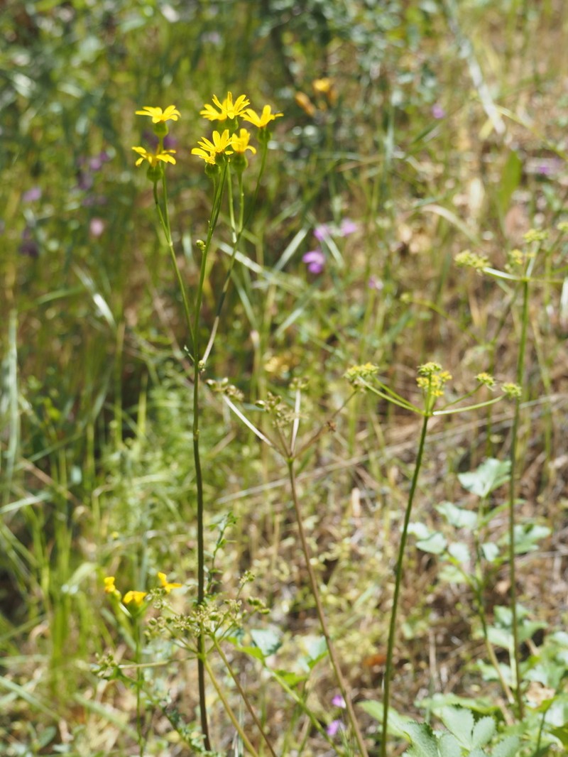 Brewer's Ragwort photo 6
