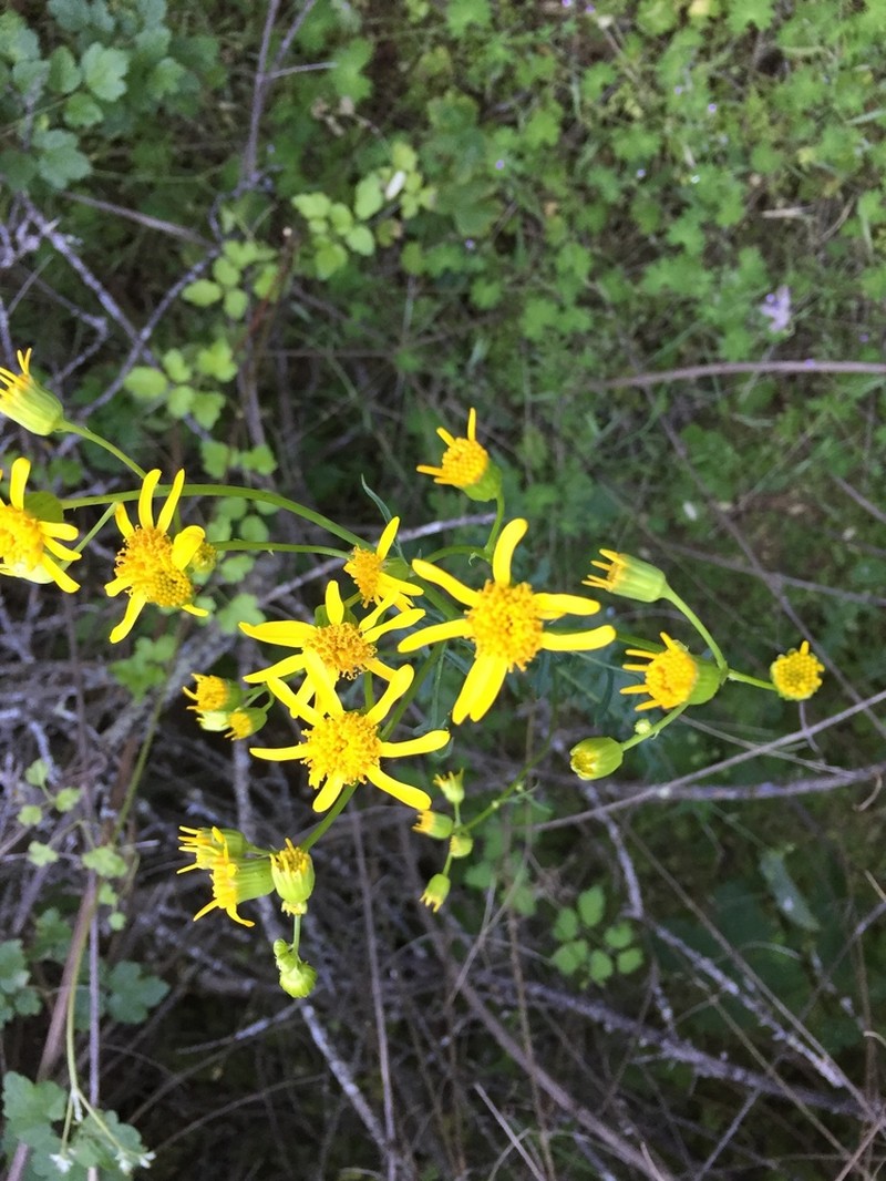 Brewer's Ragwort photo 7