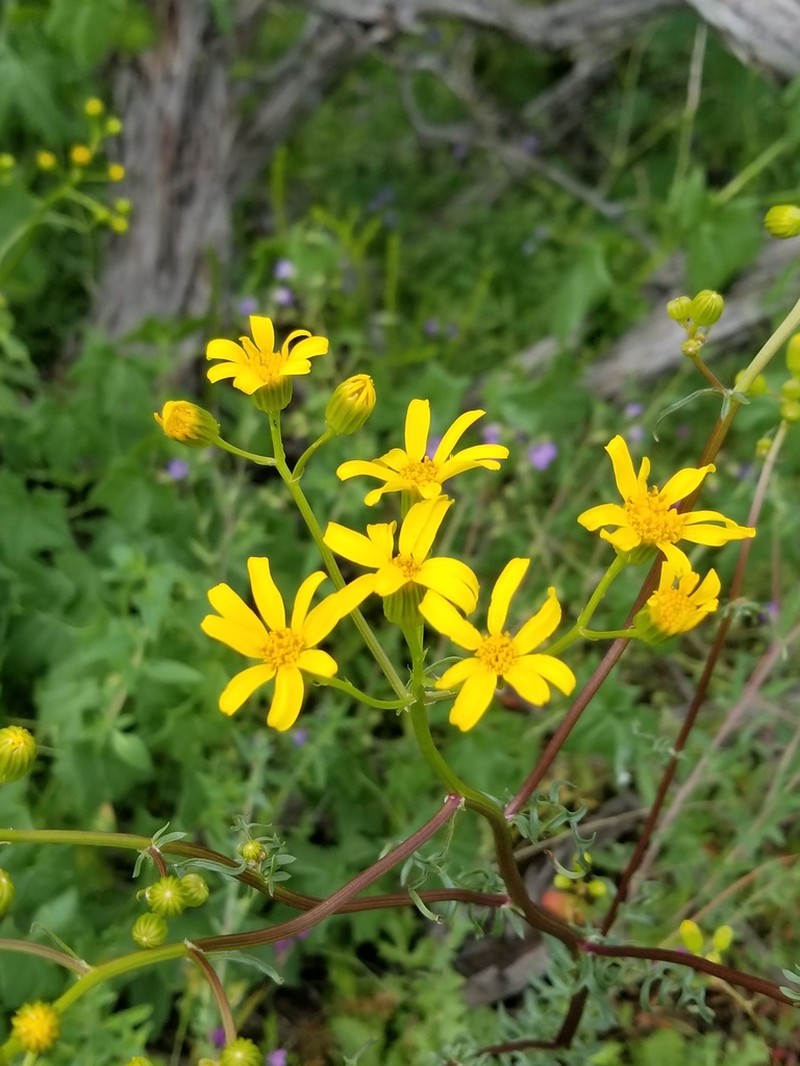Brewer's Ragwort photo 8