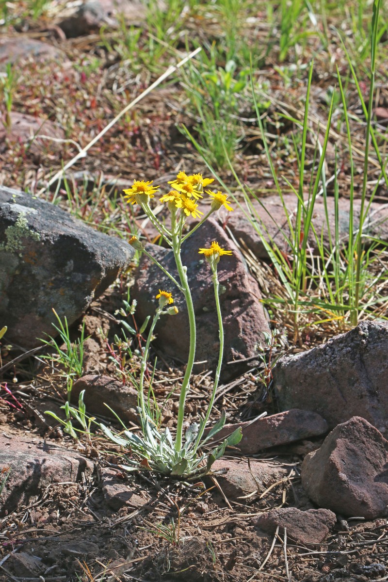 Woolly Groundsel photo 2