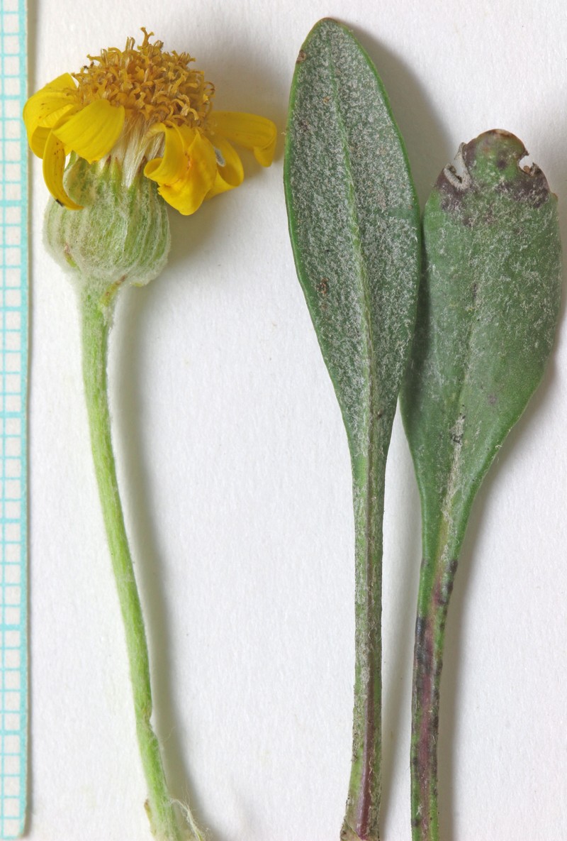 Woolly Groundsel photo 3