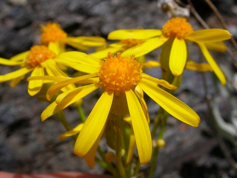 Woolly Groundsel