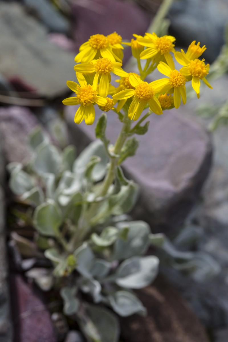 Woolly Groundsel photo 5