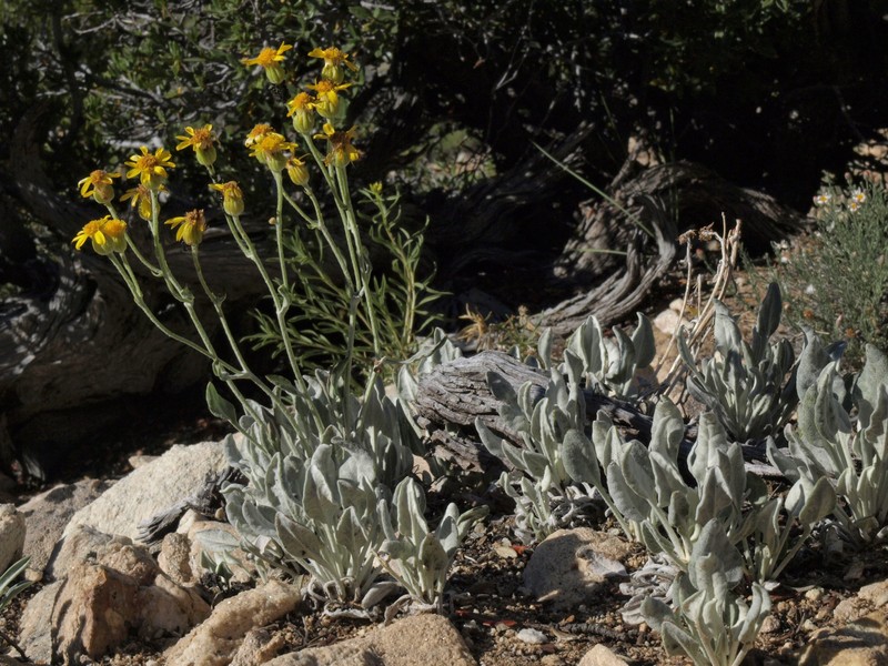 Woolly Groundsel photo 6