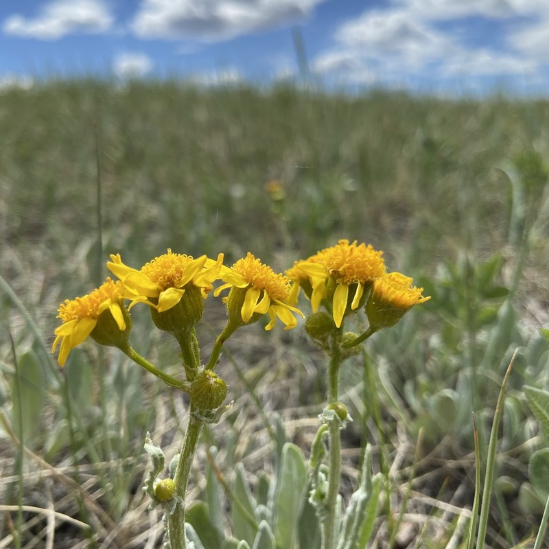 Woolly Groundsel photo 3