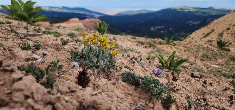Woolly Groundsel photo 4