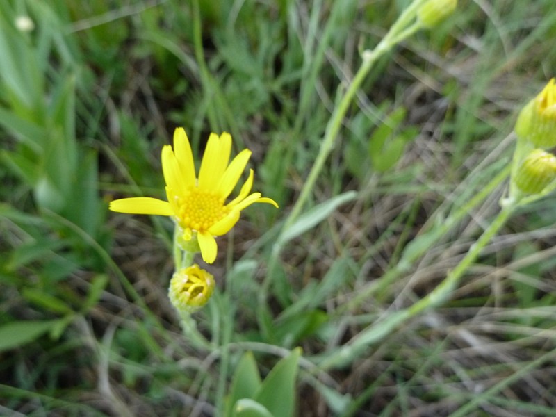 Woolly Groundsel photo 5