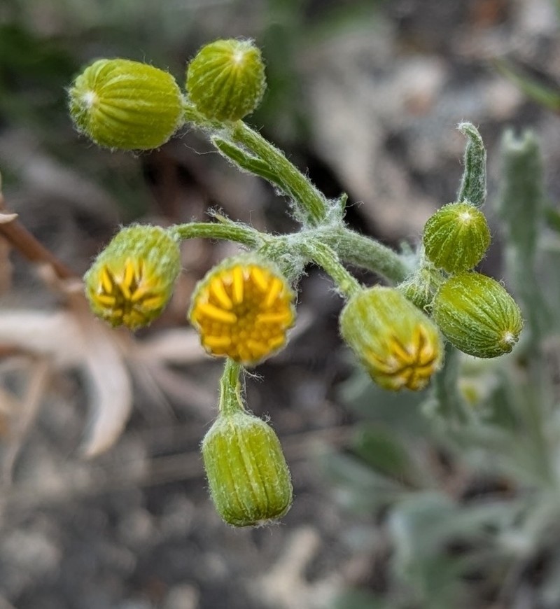 Woolly Groundsel photo 6