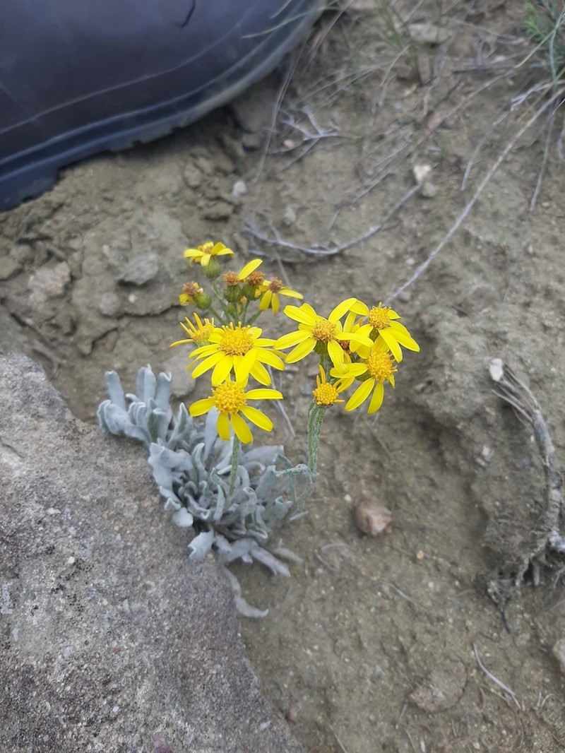 Woolly Groundsel photo 7