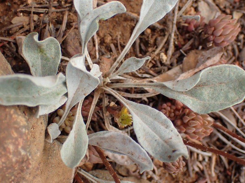 Woolly Groundsel photo 8