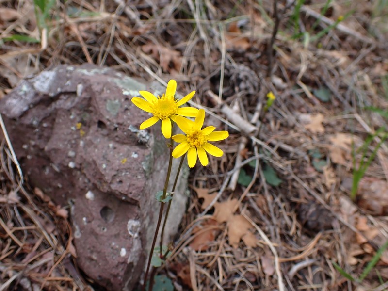 Bittercress Ragwort photo 2