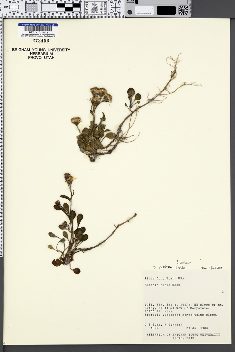 Beaver Mountain Ragwort photo 2
