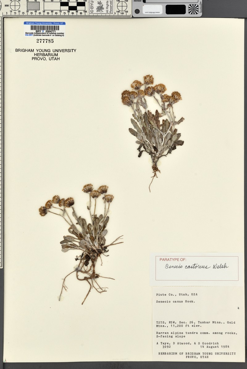 Beaver Mountain Ragwort photo 3